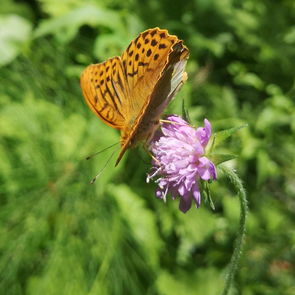 Bild zur Veranstaltung - Flügelflattern I Schmetterlingswerkstatt