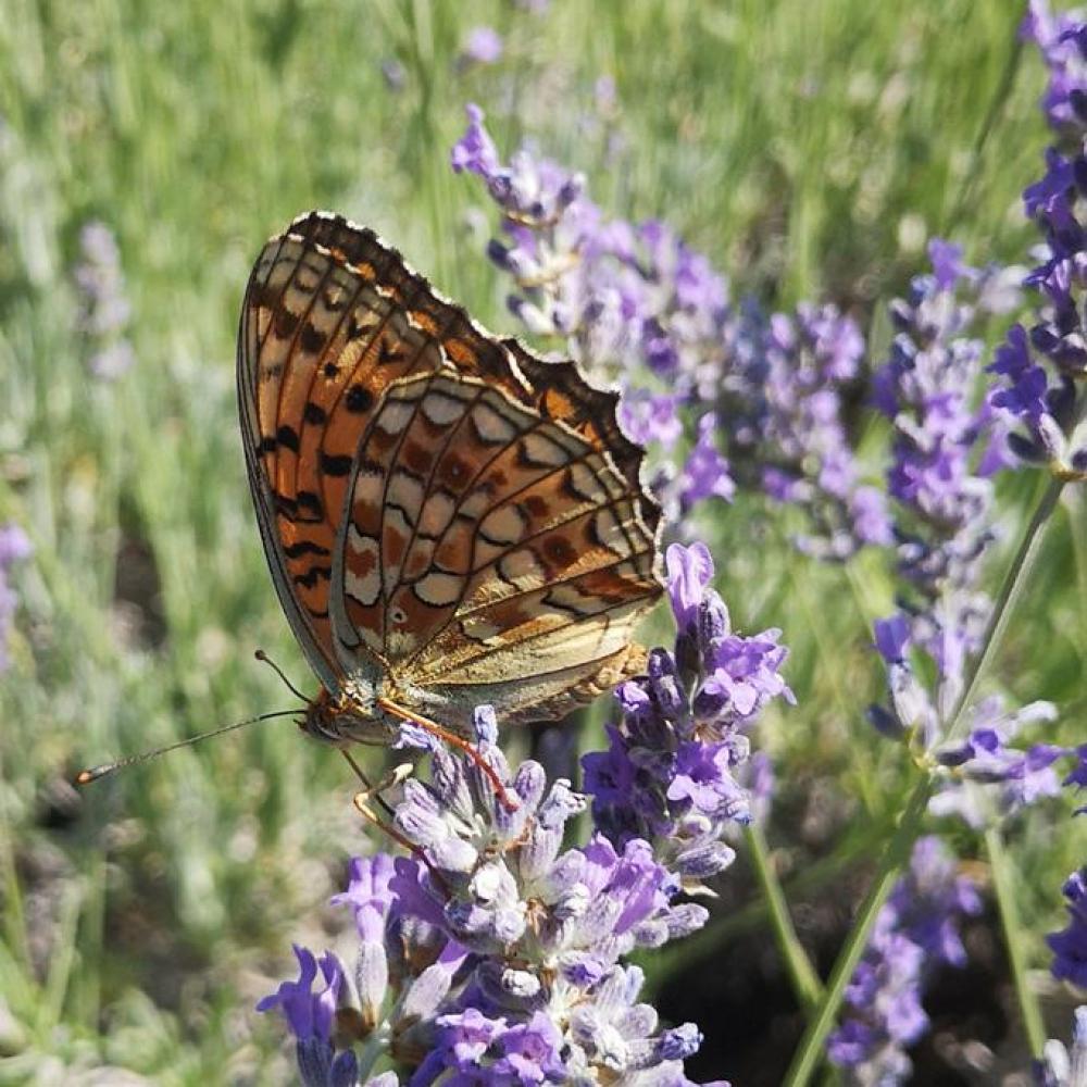 Bild zur Veranstaltung - Flügelflattern I Ein Schmetterlings-Projekt