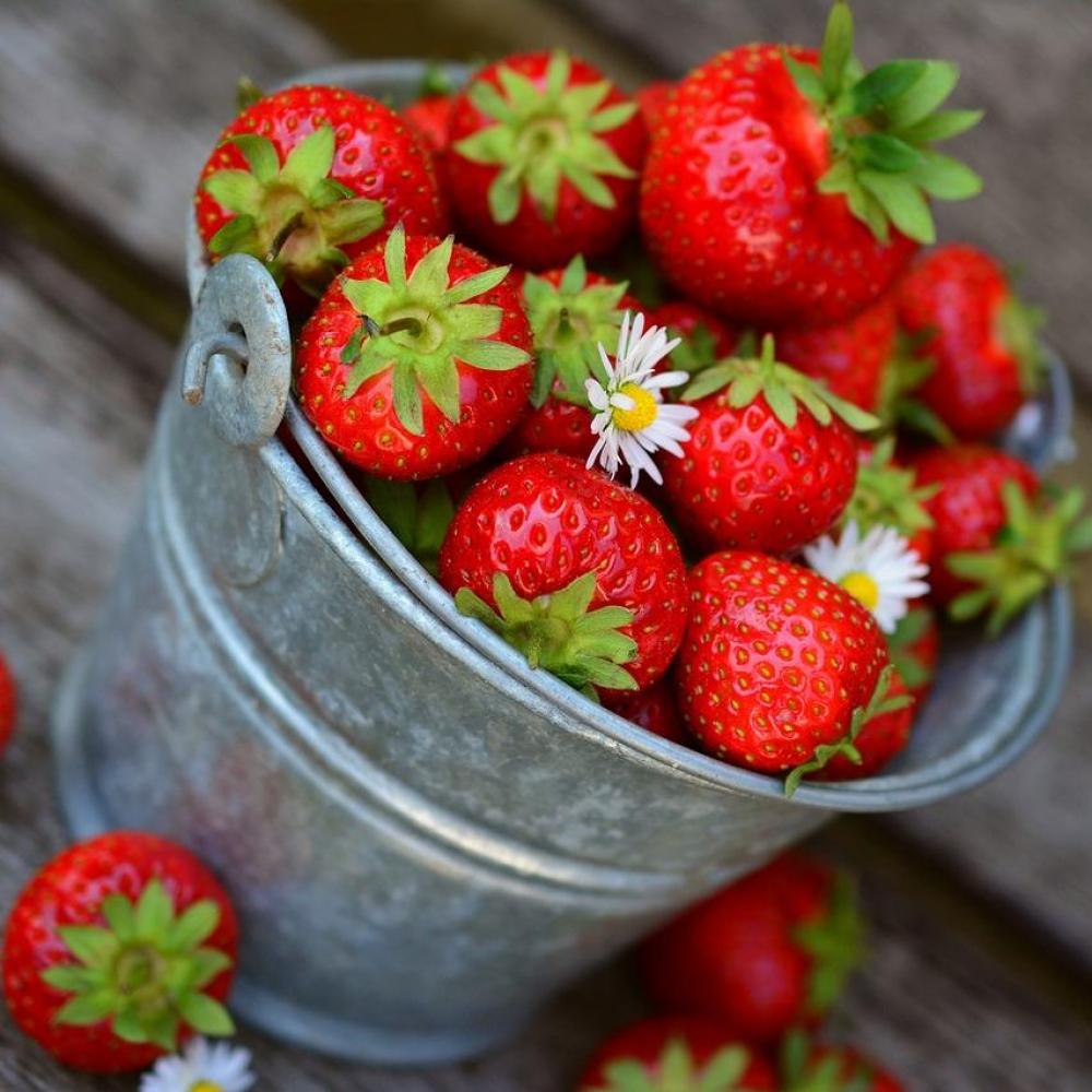 Bild zur Veranstaltung - Gartenspaß für Kinder: Erdbeeren zum Naschen