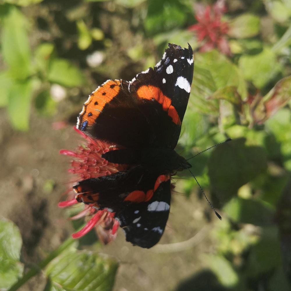 Bild zur Veranstaltung - Gartenspaß für Kinder: Insektenhotel bauen