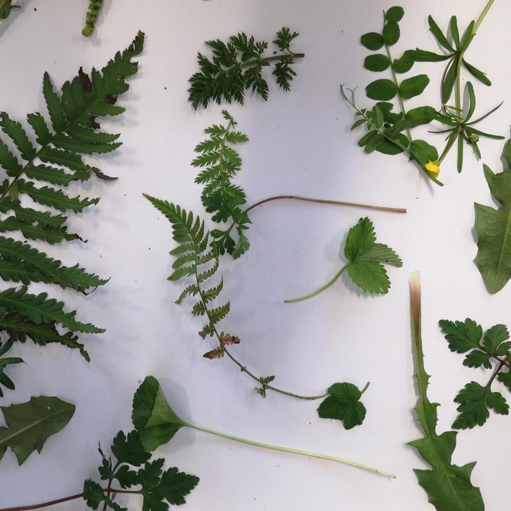 Bild zur Veranstaltung - Gartenspaß für Kinder: Kräuter-Memory