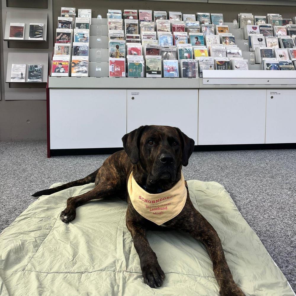 Bild zur Veranstaltung - Vorlesen mit Lesehund Mogli