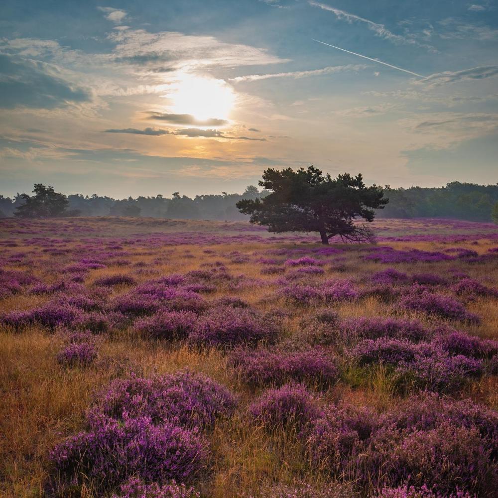 Bild zur Veranstaltung - Im Wald und auf der Heide – Streifzug durch literarische Landschaften