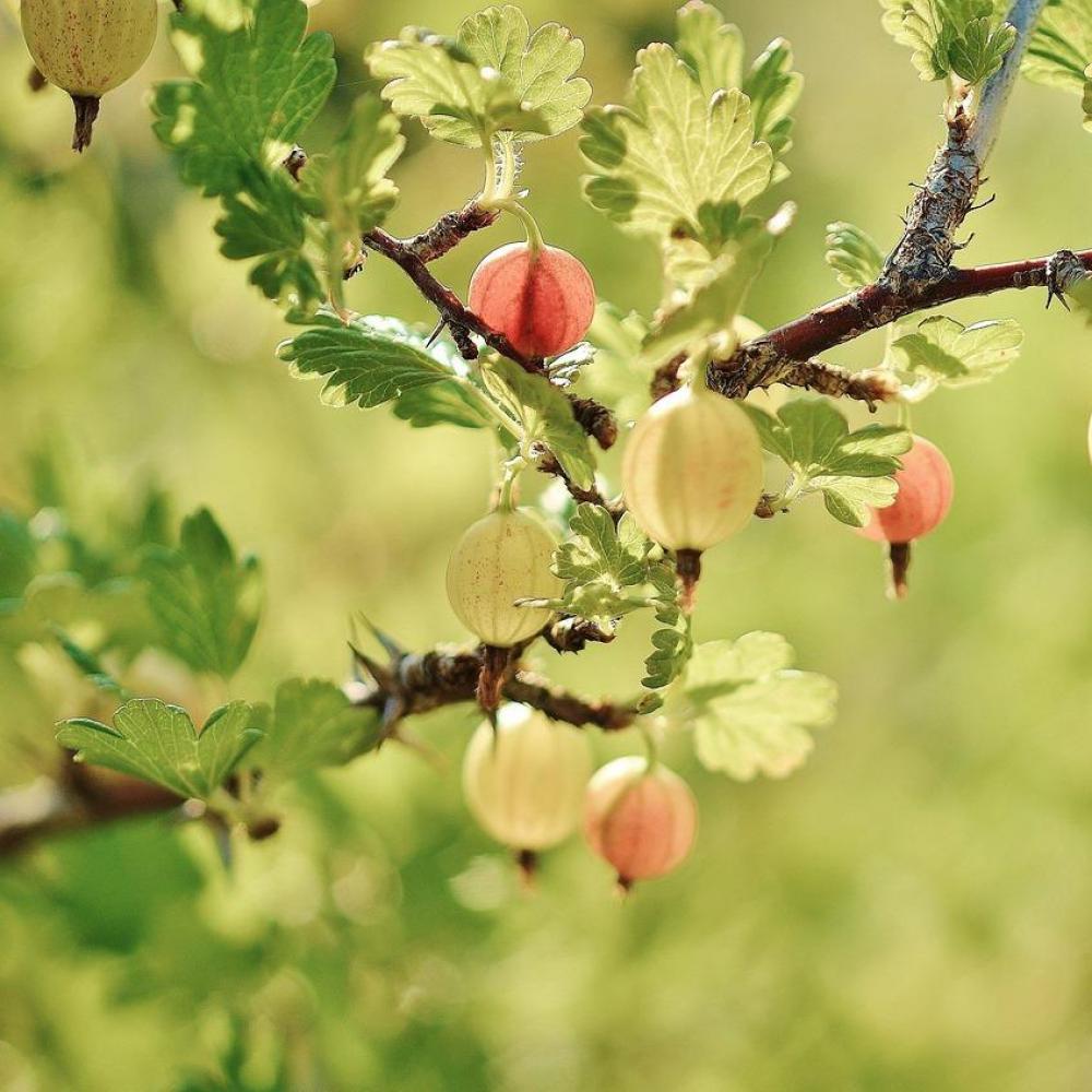 Bild zur Veranstaltung - Der klimaresiliente Garten