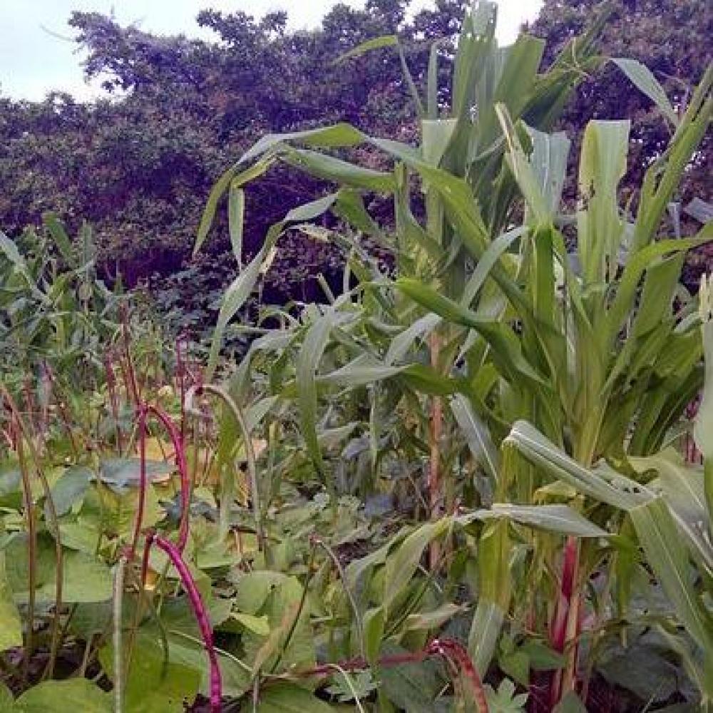 Bild zur Veranstaltung - Der klimaresiliente Garten