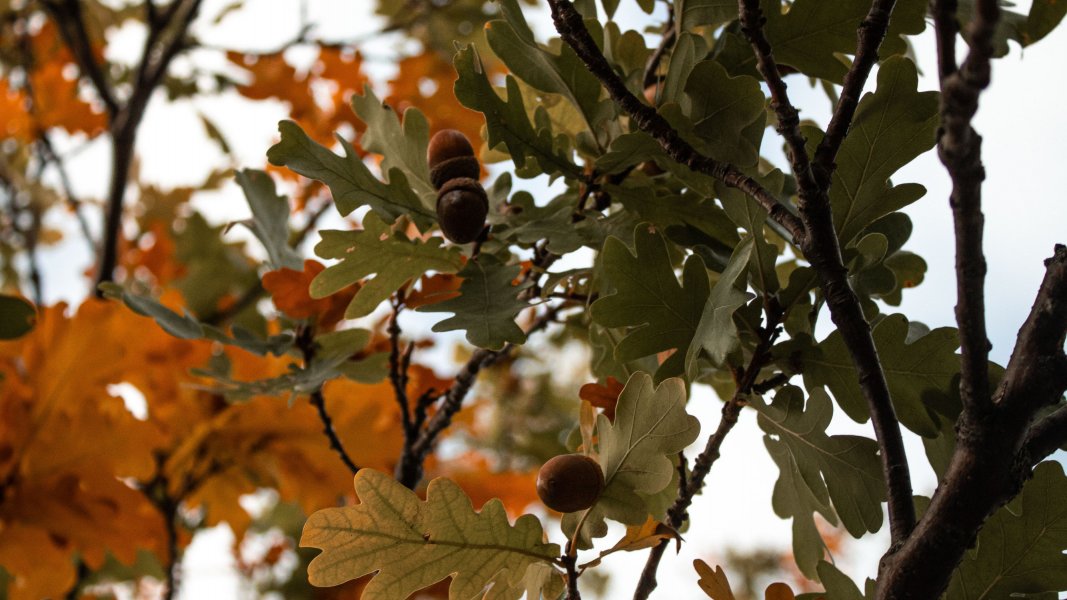 Herbstgeschichten und Kürbisschnitzen in der Heidelbeere