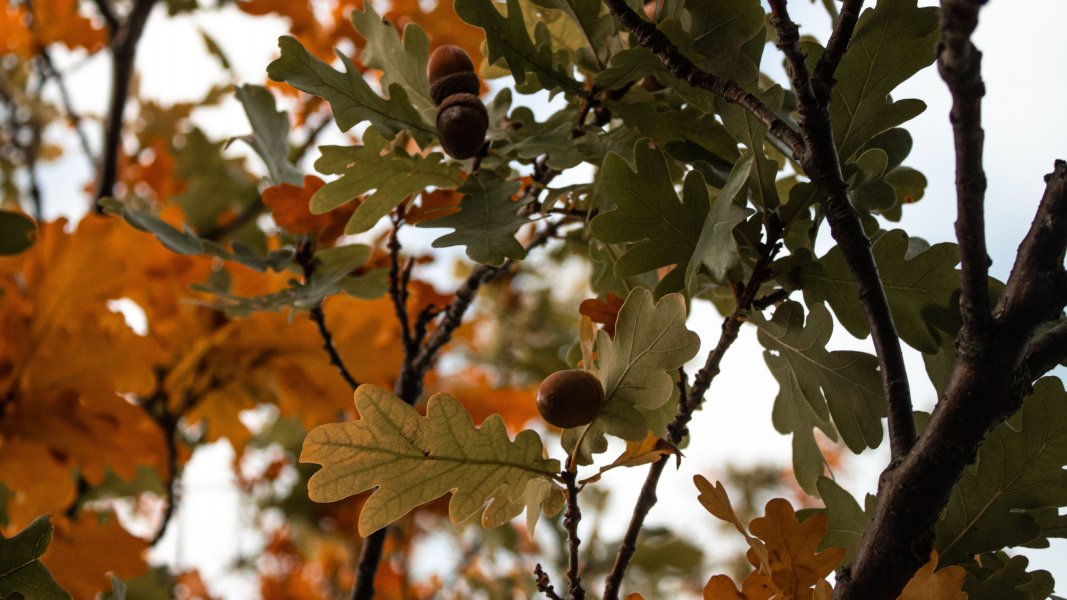 Hurra der Herbst ist da! 