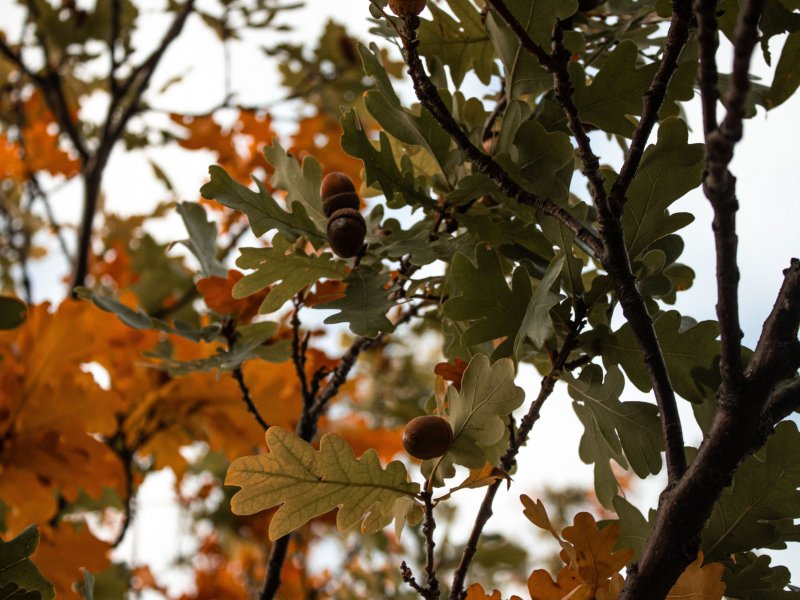 Herbstgeschichten und Kürbisschnitzen in der Heidelbeere