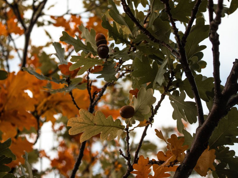 Hurra der Herbst ist da! 